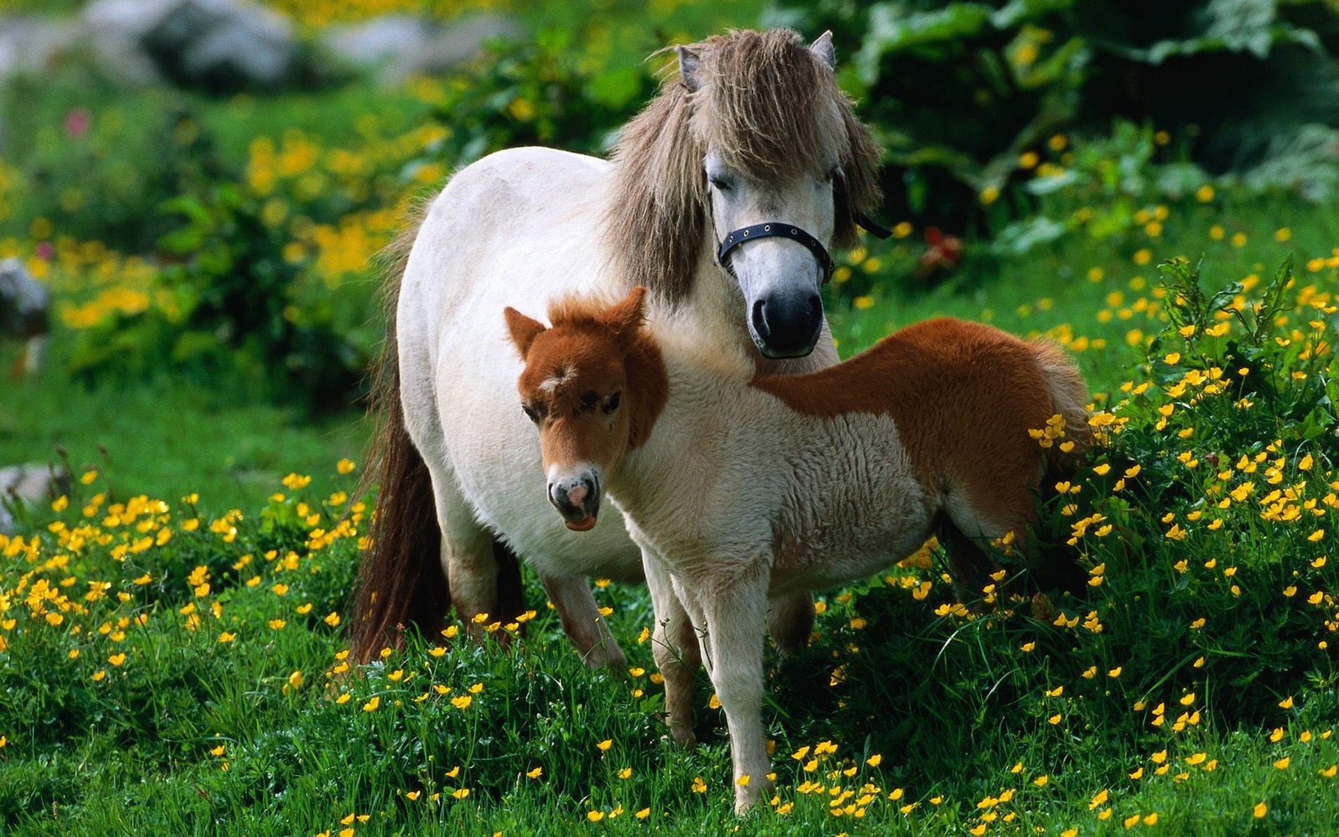 cheval herbe poulain