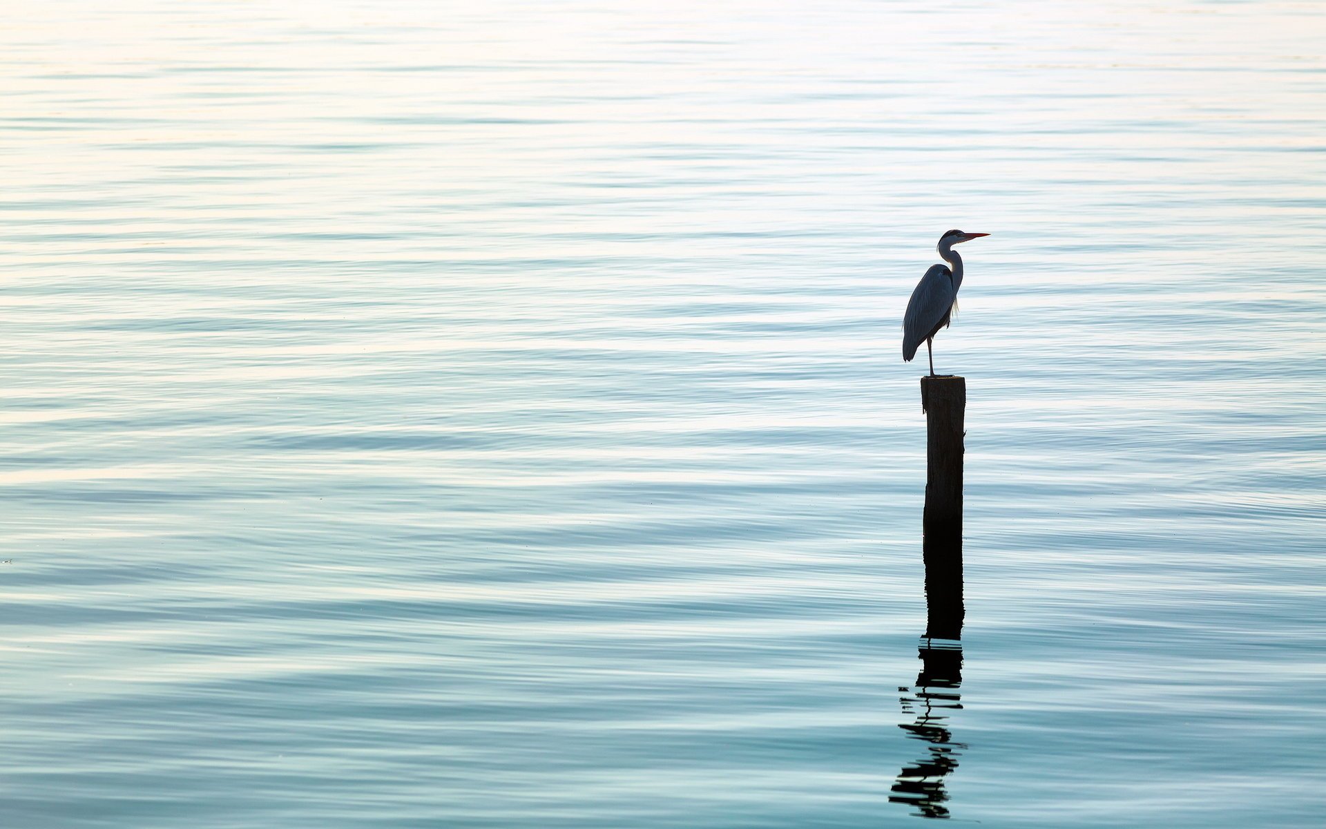 aves agua naturaleza