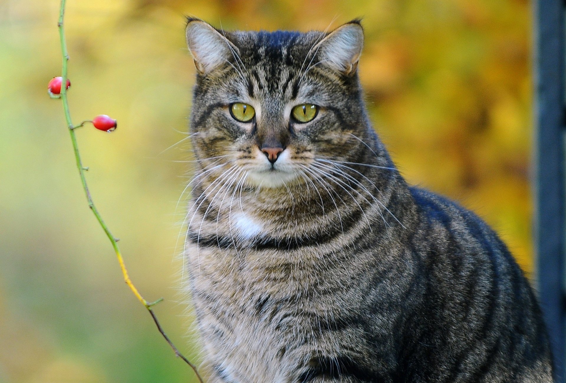 katze gestreift beeren zweig kote