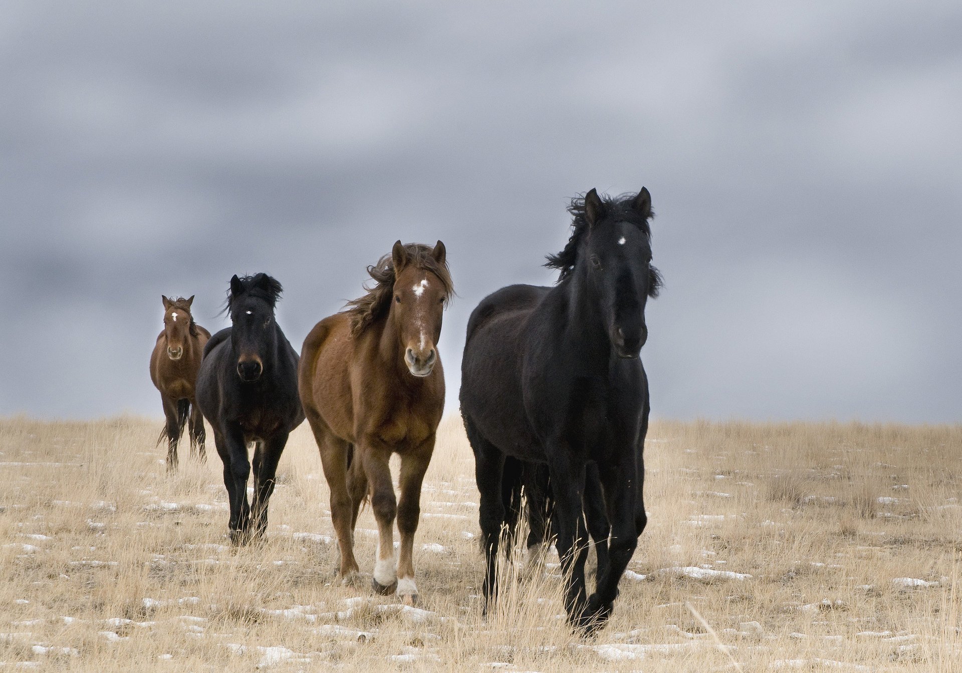 campo caballos salvaje