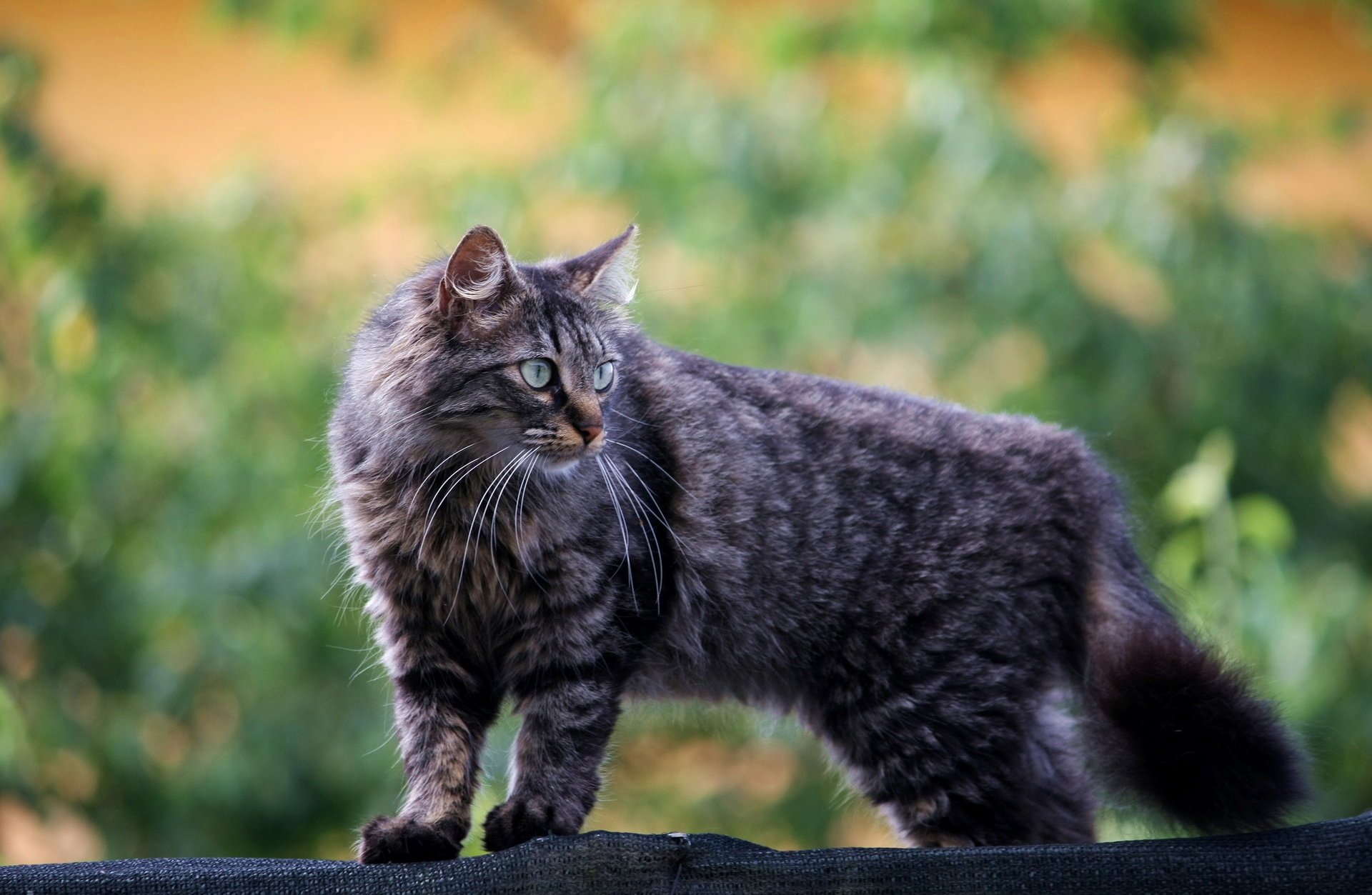 gato mirada peludo fondo gris