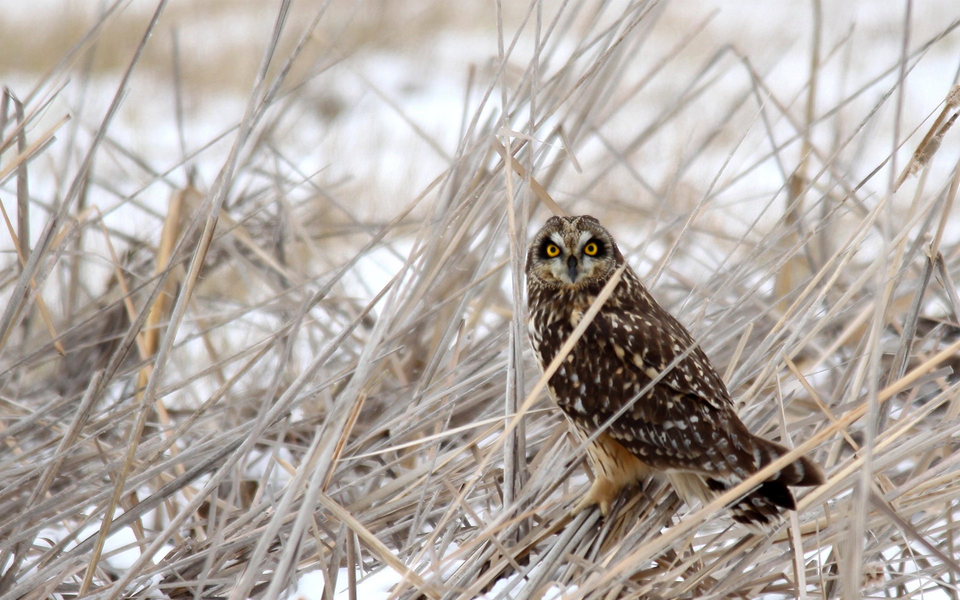 bird dry snow grass winter owl