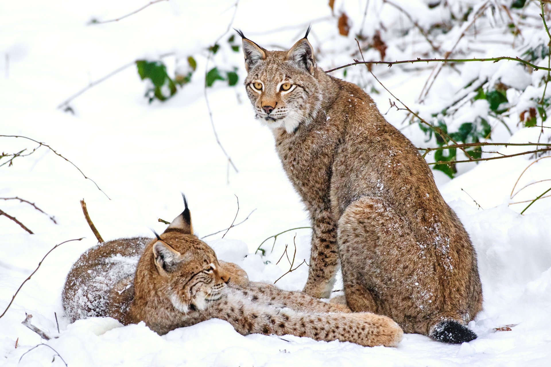 lynx hiver couple neige