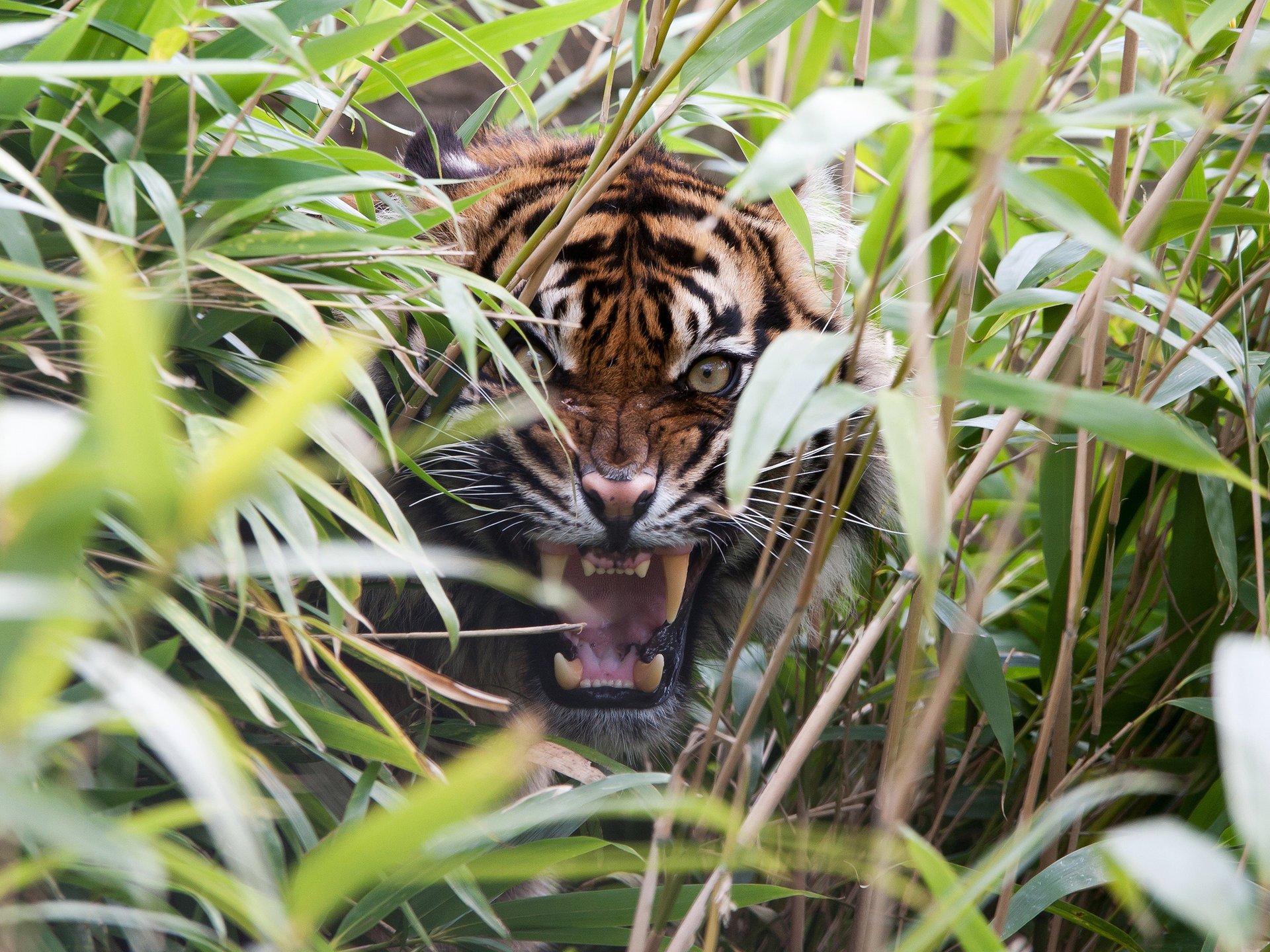 tiger maul gras eckzähne wut raubtier