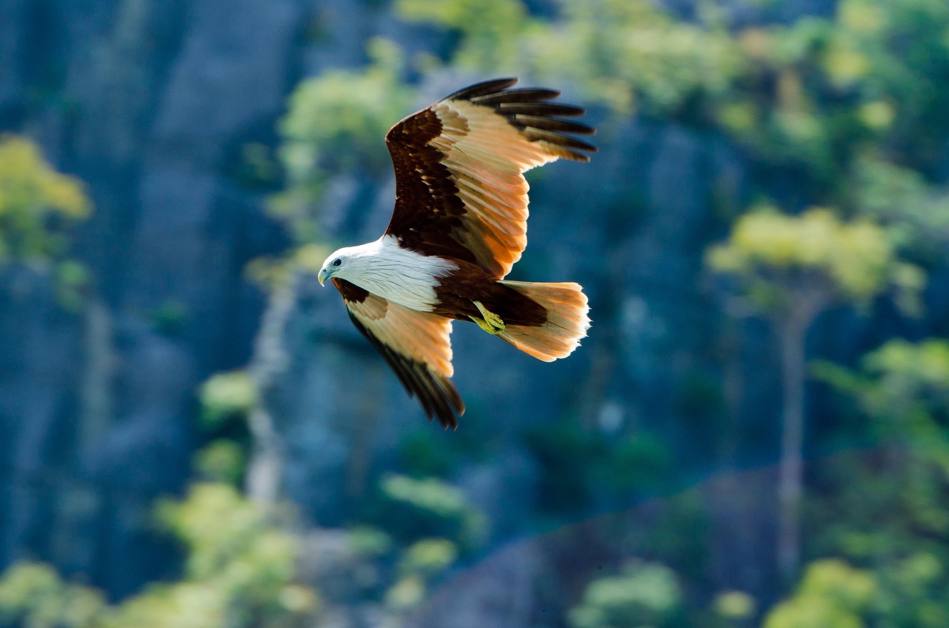 uccello aquila sfondo predatore