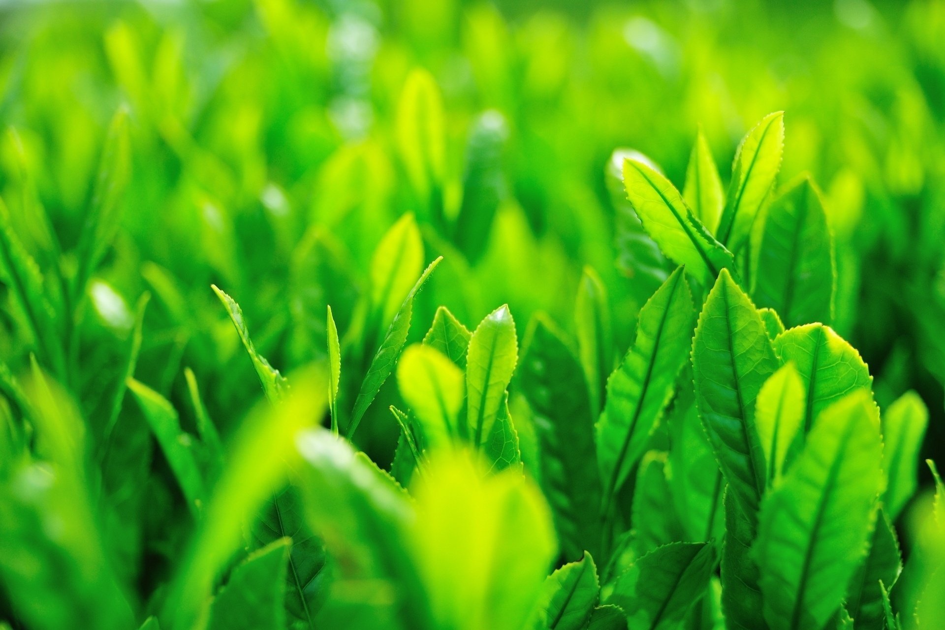 gros plan feuilles folioles verdure herbe vert