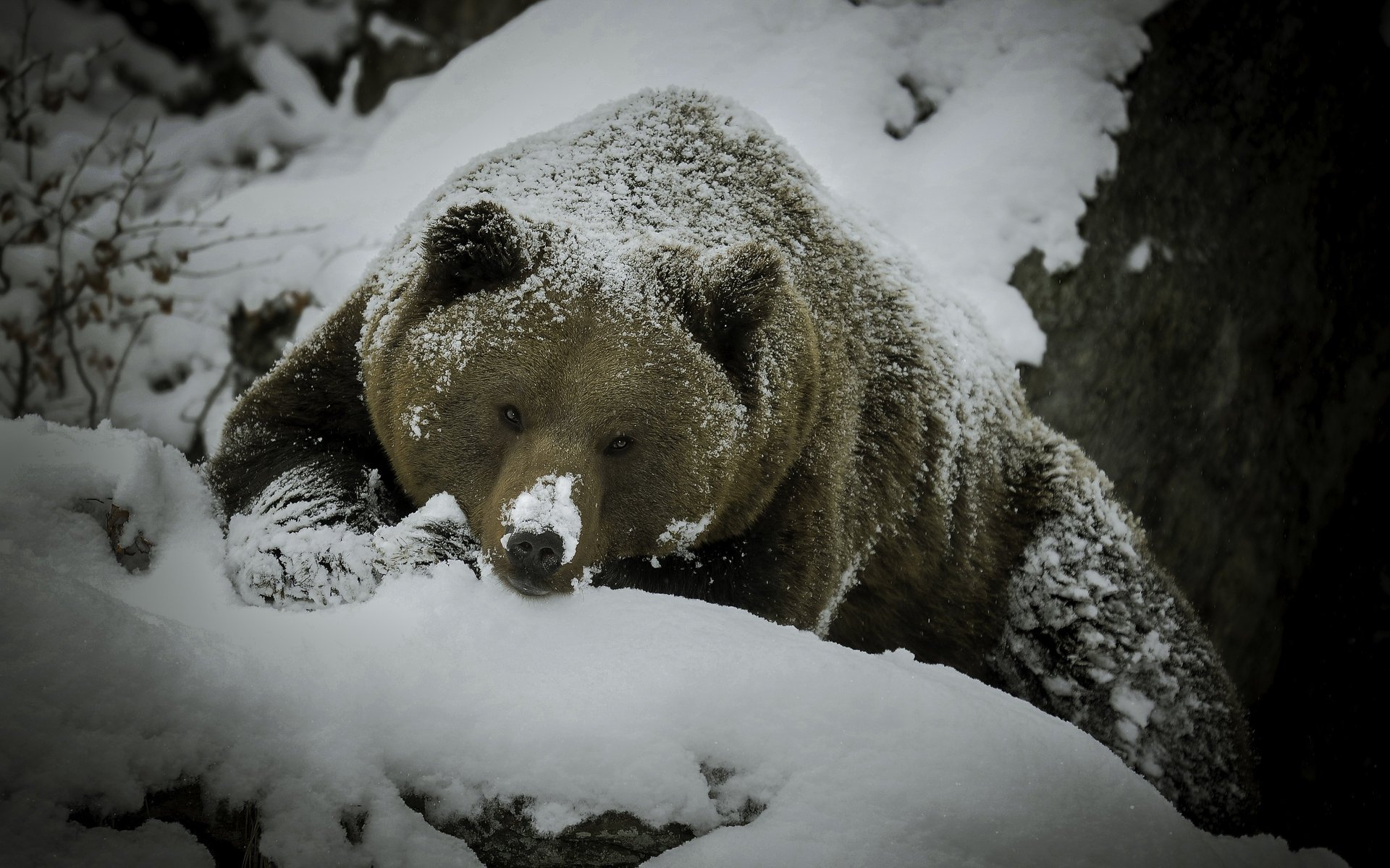 non fa male agli occhi orso neve