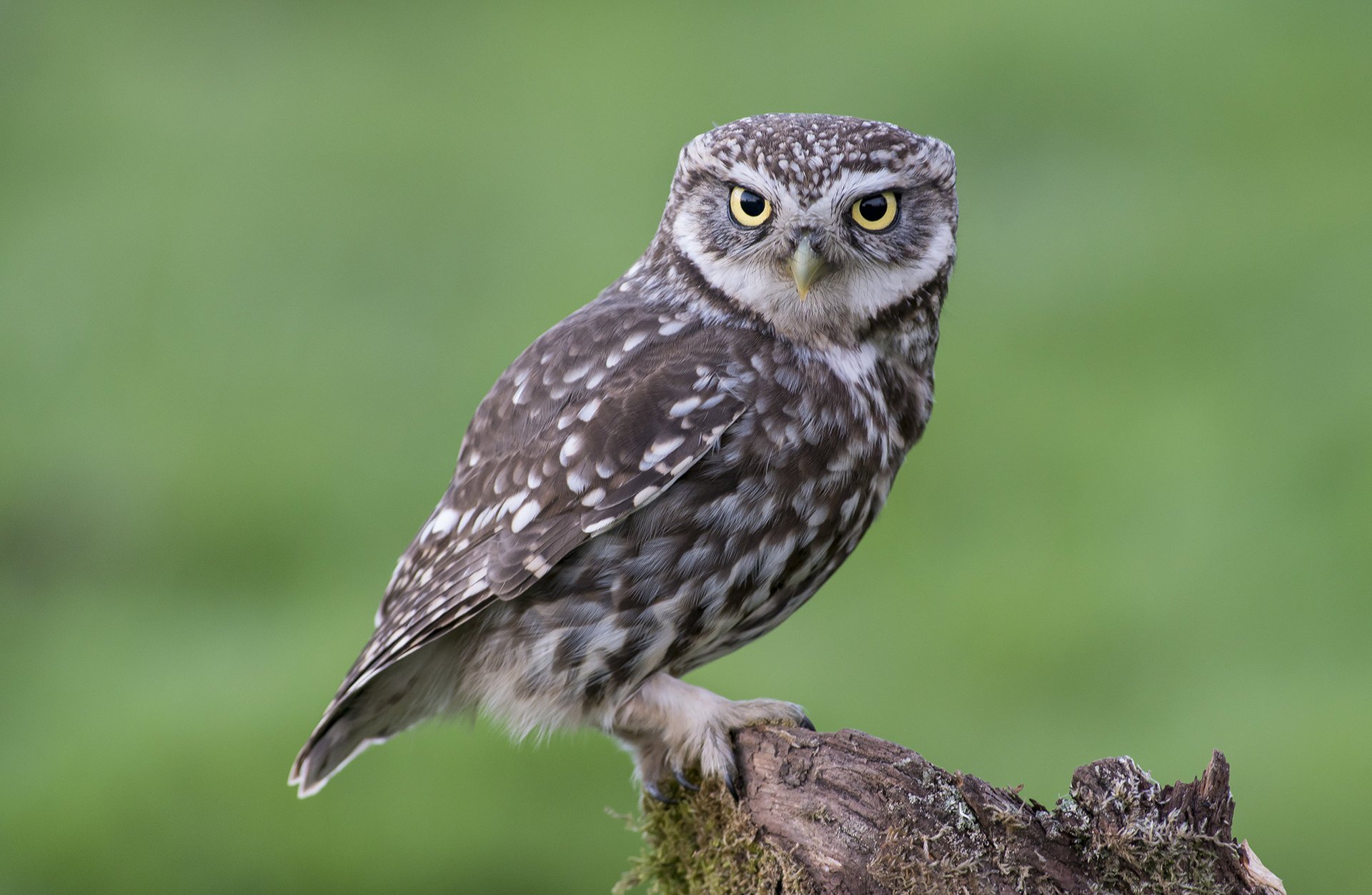 tocón búho mirando pájaro musgo sentado