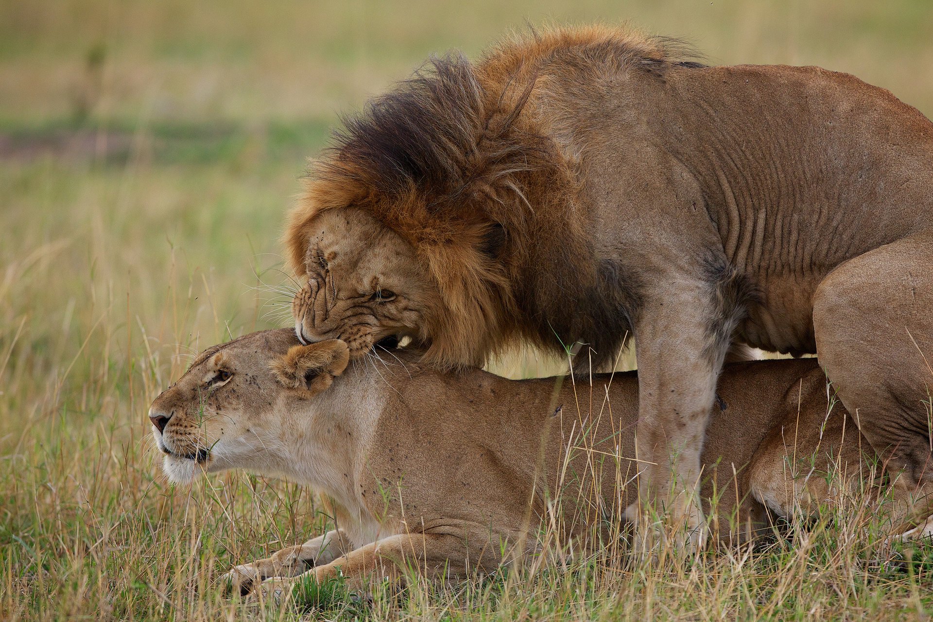 leone amore leonessa