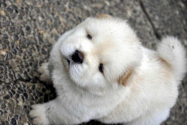 Cachorro blanco Chow Chow vista superior