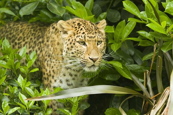 Leopardo allo stato brado nella foresta