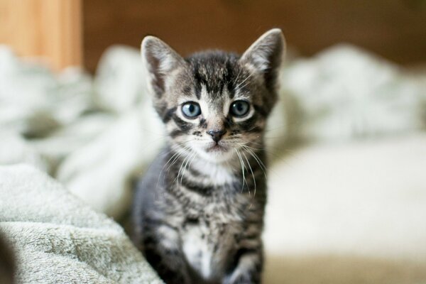 The concentrated gaze of a gray little kitten