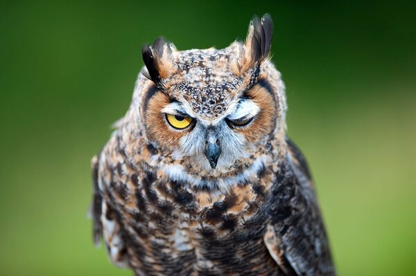 Yellow-eyed owl on a green background