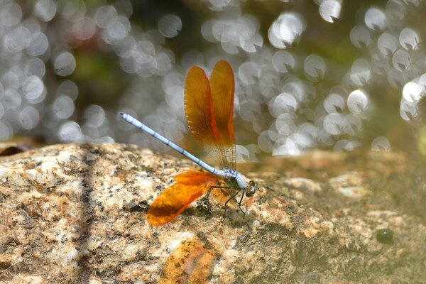 Ailes de libellule orange sur pierre grise