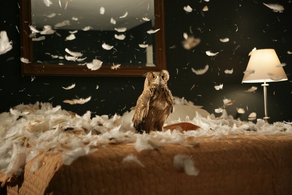 Le hibou est assis dans la chambre sur le lit, et autour d elle des plumes