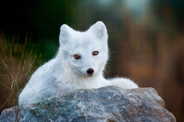 A snow-white arctic fox is sitting on a stone