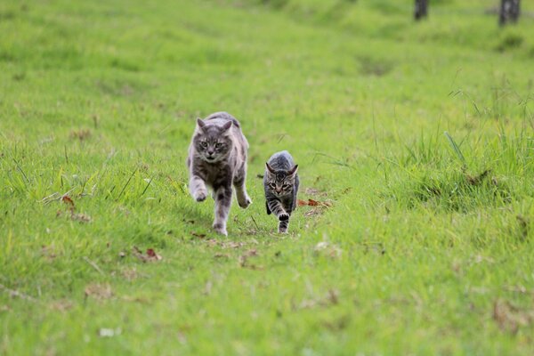 Katzen fliehen vor Abenteuern