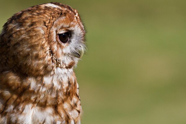 Owl profile looking away