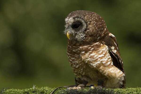 Hibou assis sur une branche avec de la mousse