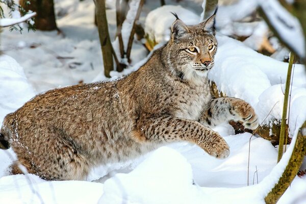 Bella lince sdraiata sulla neve