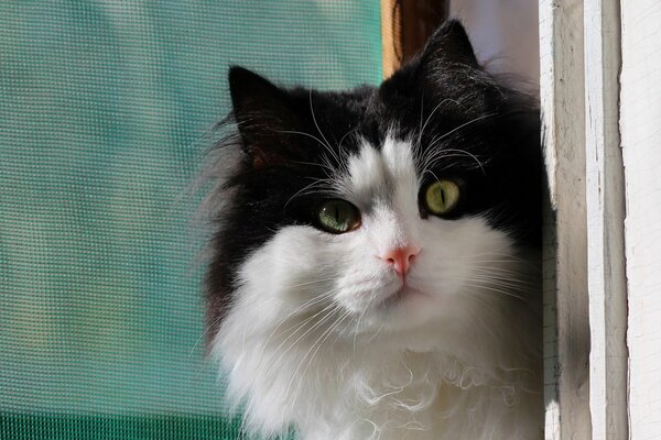 Schwarz-Weiß-Katze schaut aus dem Fenster