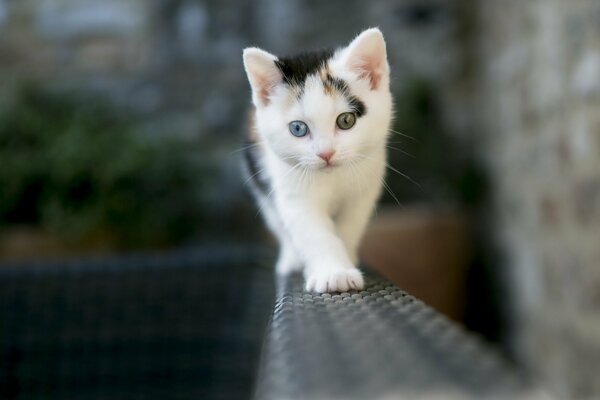 Gatito con ojos diferentes en la cerca