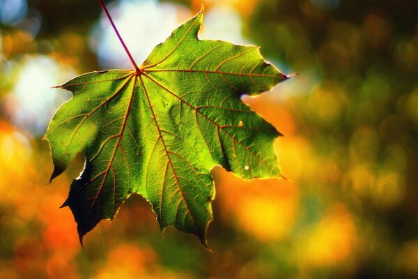 The rays of the autumn sun on a maple leaf