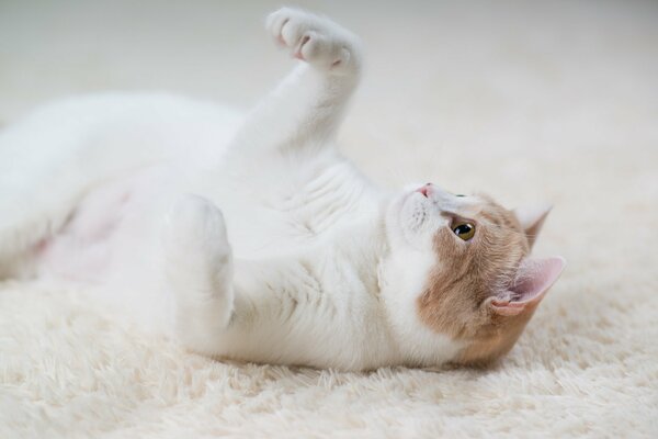 Gato blanco jugando en la alfombra