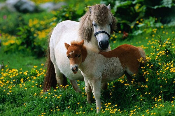 Ponies walking in a flower meadow