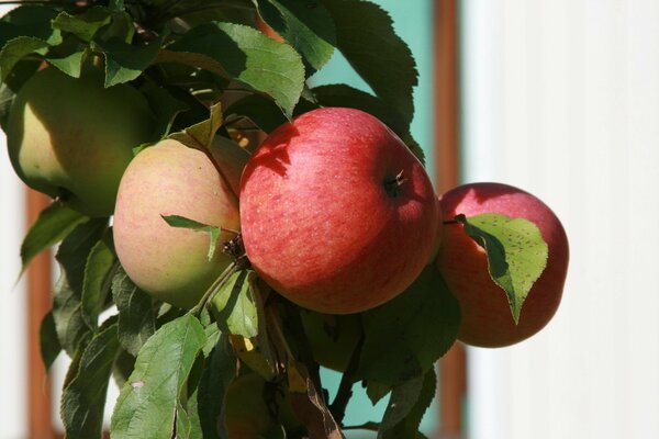 Apples in the garden on a branch