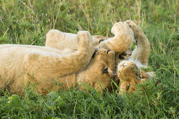 Beautiful lion cubs in the wild