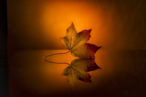 Orange Thema Hintergrund. Herbstblatt auf reflektierender Oberfläche