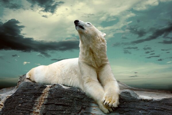 A polar bear on a rock looks into the clouds