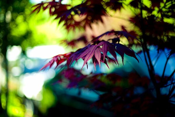 Purple leaf on a tree with a green background