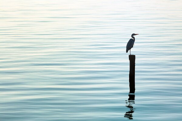 The heron bird stands on a log. Water surface, silence, nature