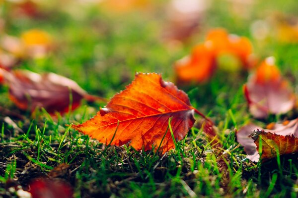 La hoja de otoño se encuentra en la hierba verde