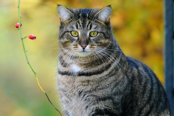 Graue Katze mit grünen Augen