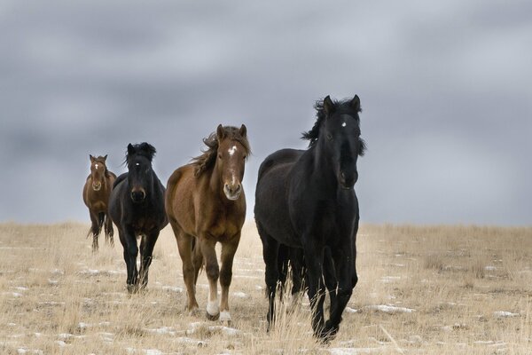 Caballos salvajes galopando por el campo