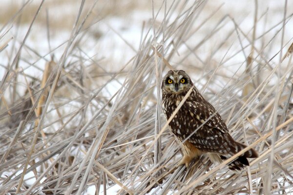 Eule im Winter im trockenen Gras