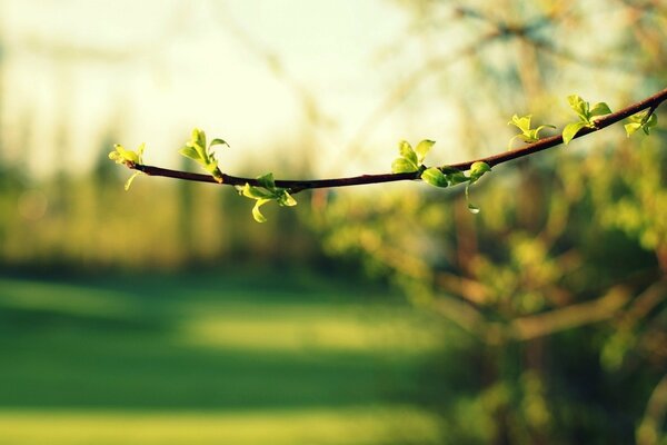 A twig with young green leaves