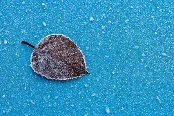 The leaf is covered with frost, frozen, lying on a blue background