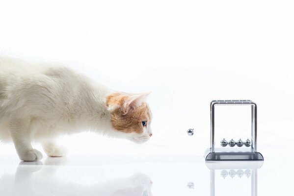 El gato blanco Mira el péndulo