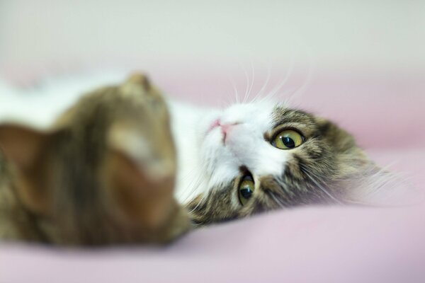 The look of a white-gray cat