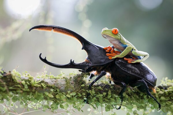 Scarabeo e rana su un ramo di un albero