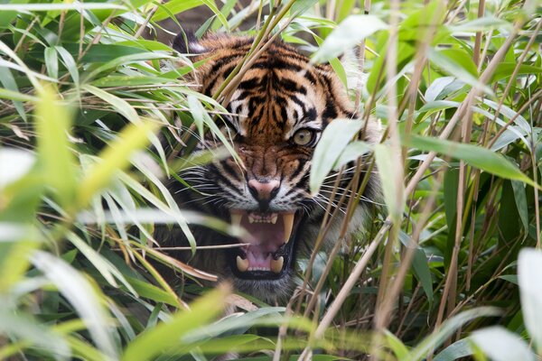 Angry tiger in the grass with an open mouth