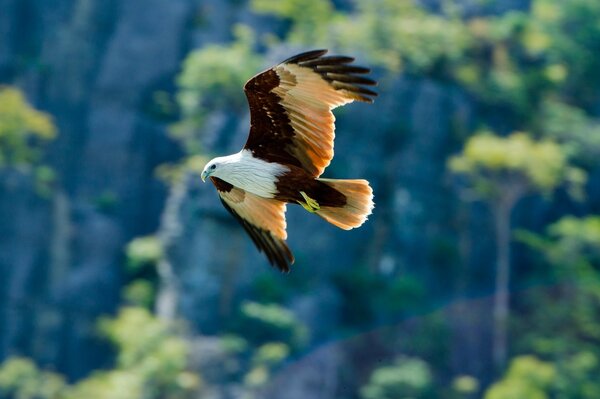 Fliegender Adler mit ausgebreiteten Flügeln