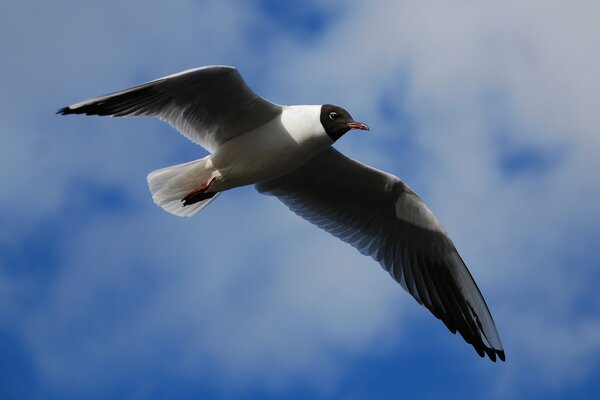 The lake gull is flying in the sky