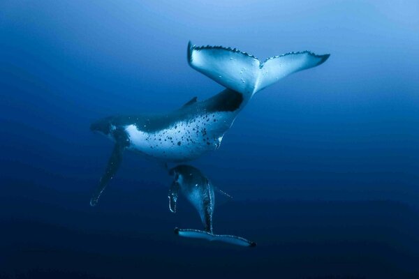 Deux baleines flottantes sous l eau