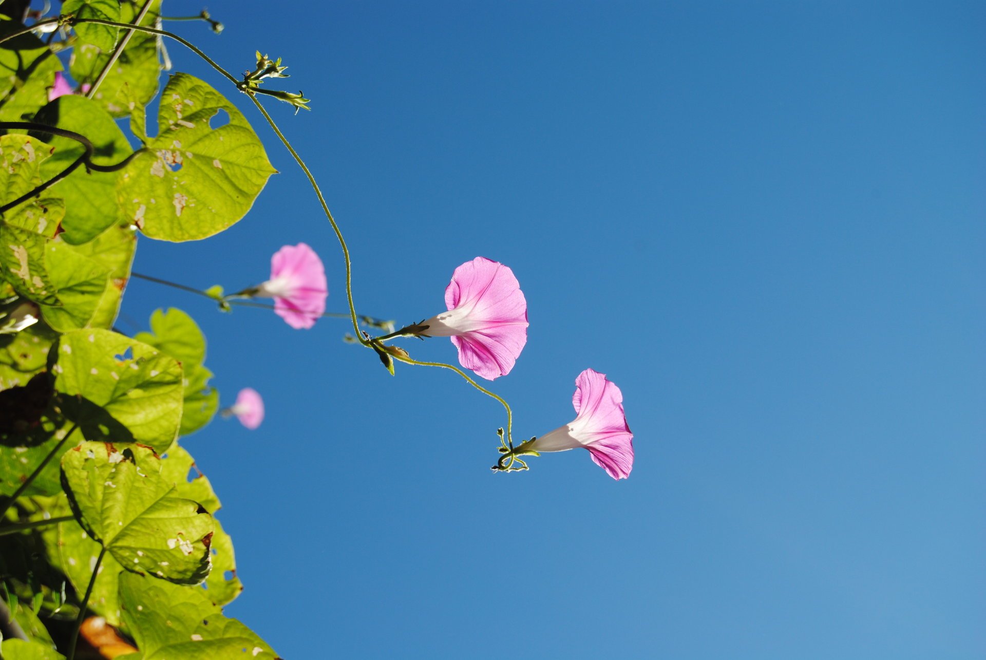 flores verano naturaleza cielo