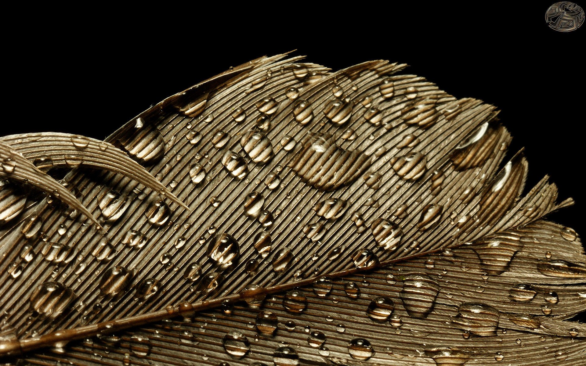 oro macro gotas gotas pluma